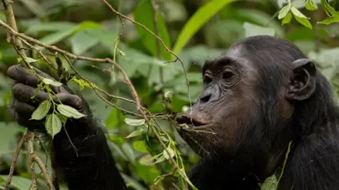 Wild Chimps Ingesting an Amount Equal of an Alcoholic Beverage Per Day from Overripe Fruit, Study Reveals